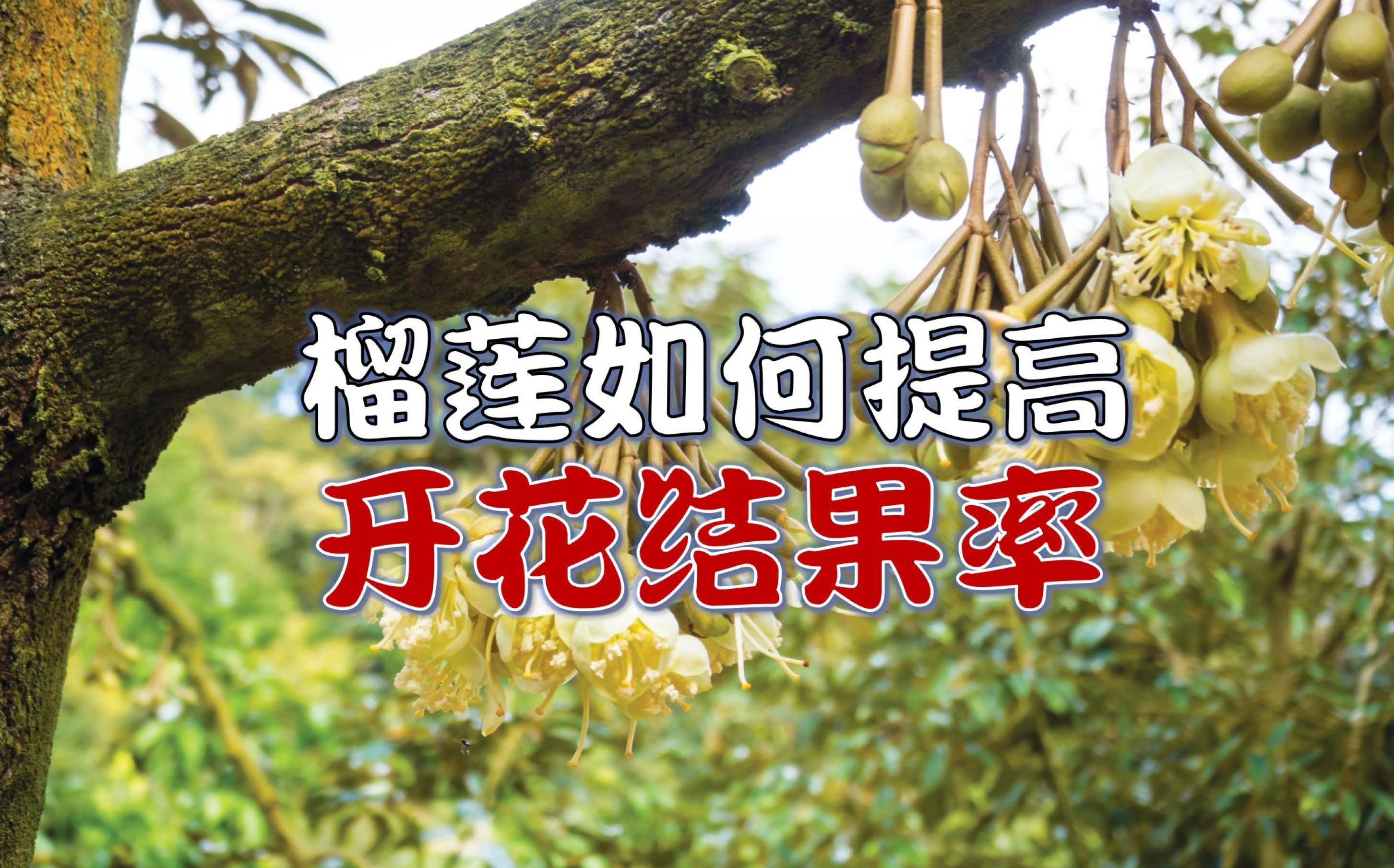 三亚一榴莲种植基地陆续挂果 今夏1400亩将迎采收