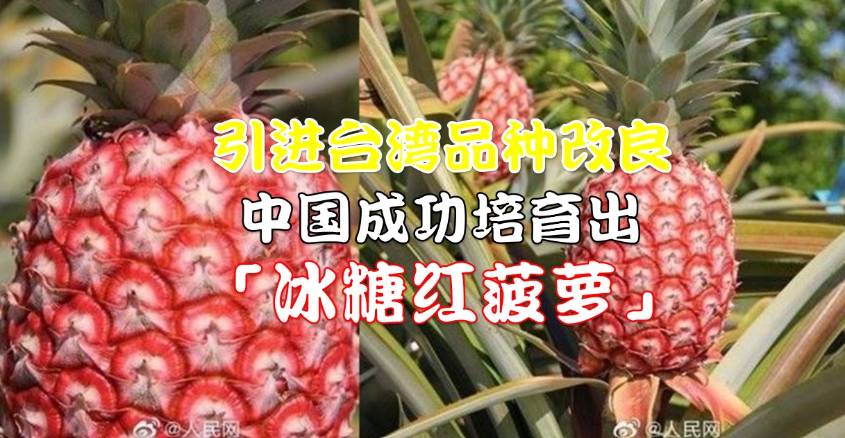 引进台湾品种改良 中国成功培育出「冰糖红菠萝」 - 农牧世界