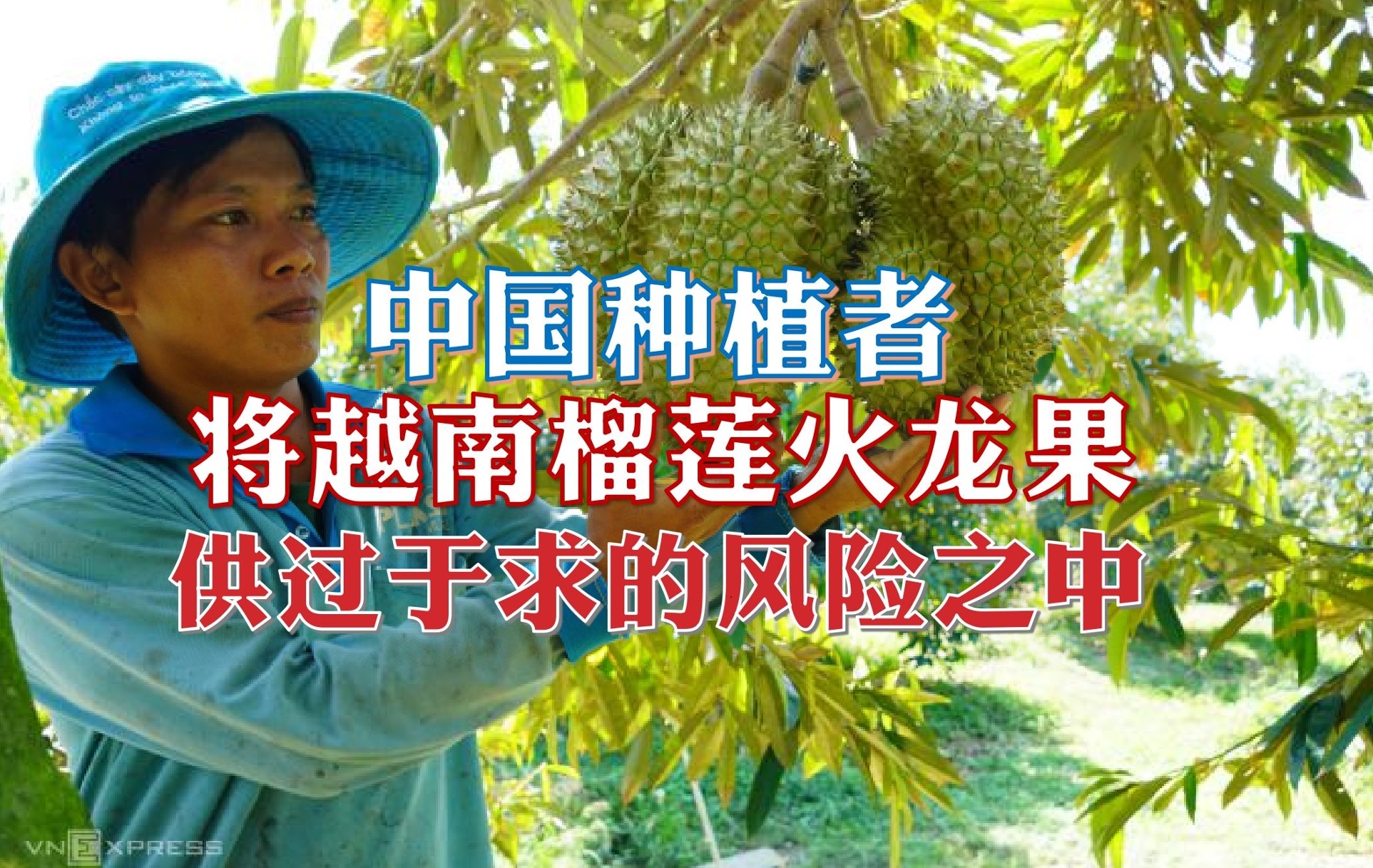 中国种植者将越南榴莲火龙果 置于供过于求的风险之中 - 农牧世界