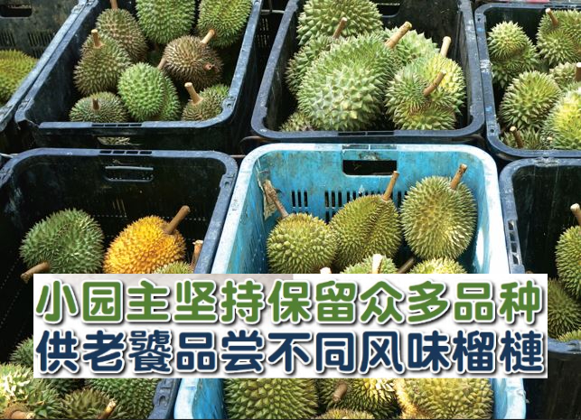 小園主堅持保留眾多品種 供老饕品嚐不同風味榴槤 - 农牧世界