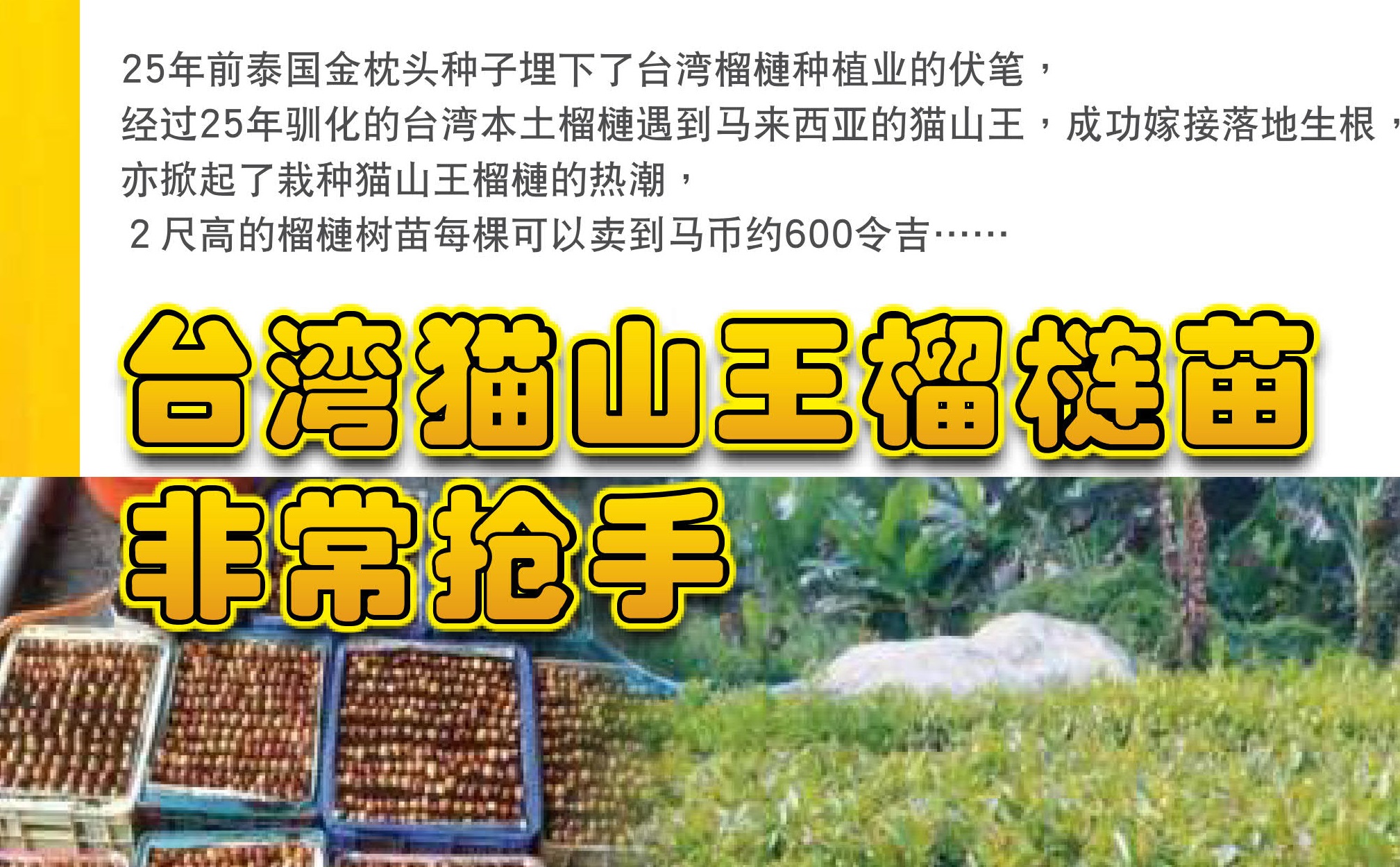 台湾猫山王榴梿苗非常抢手 - 农牧世界