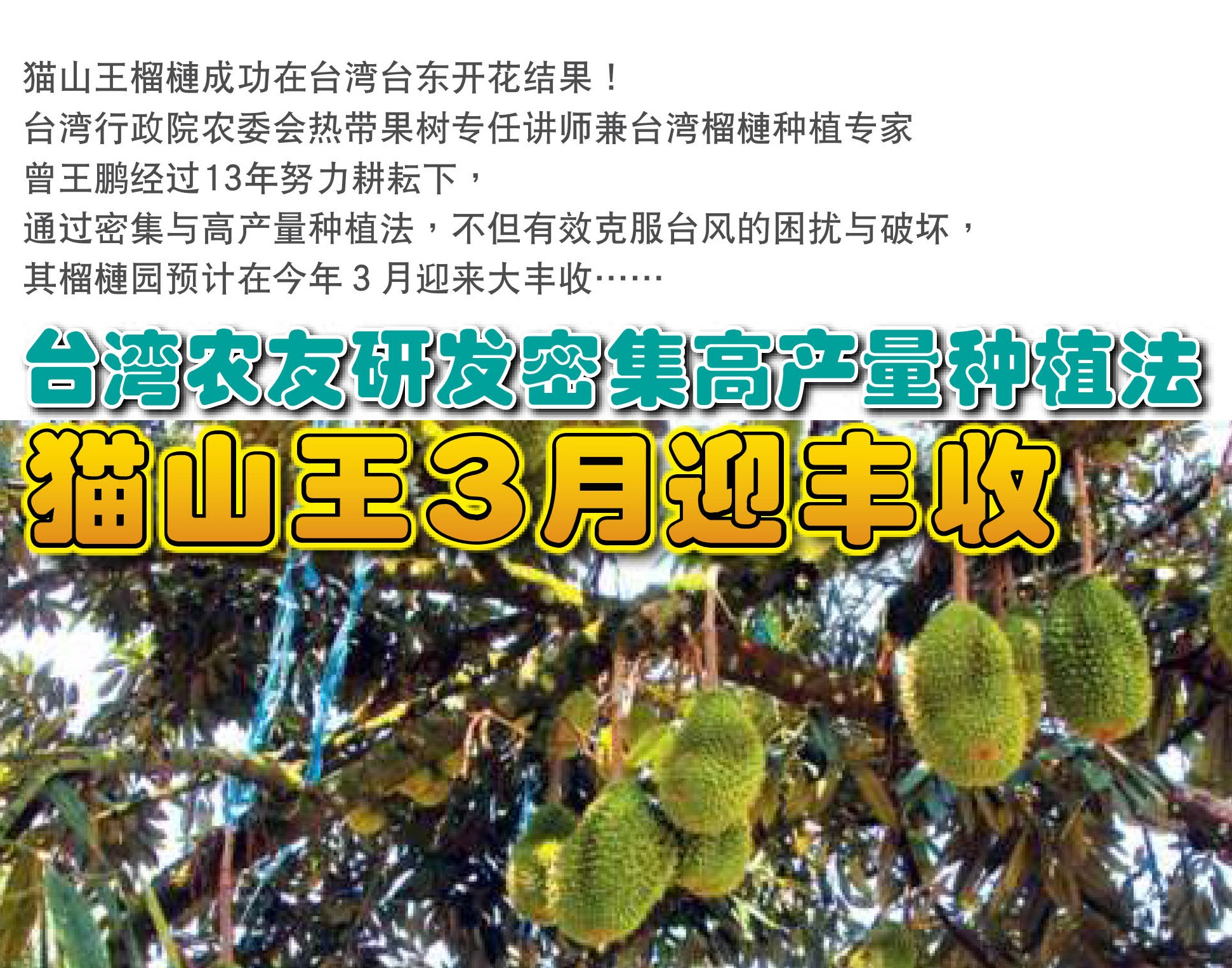 台湾农友研发密集高产量种植法 猫山王３月迎来大丰收 - 农牧世界
