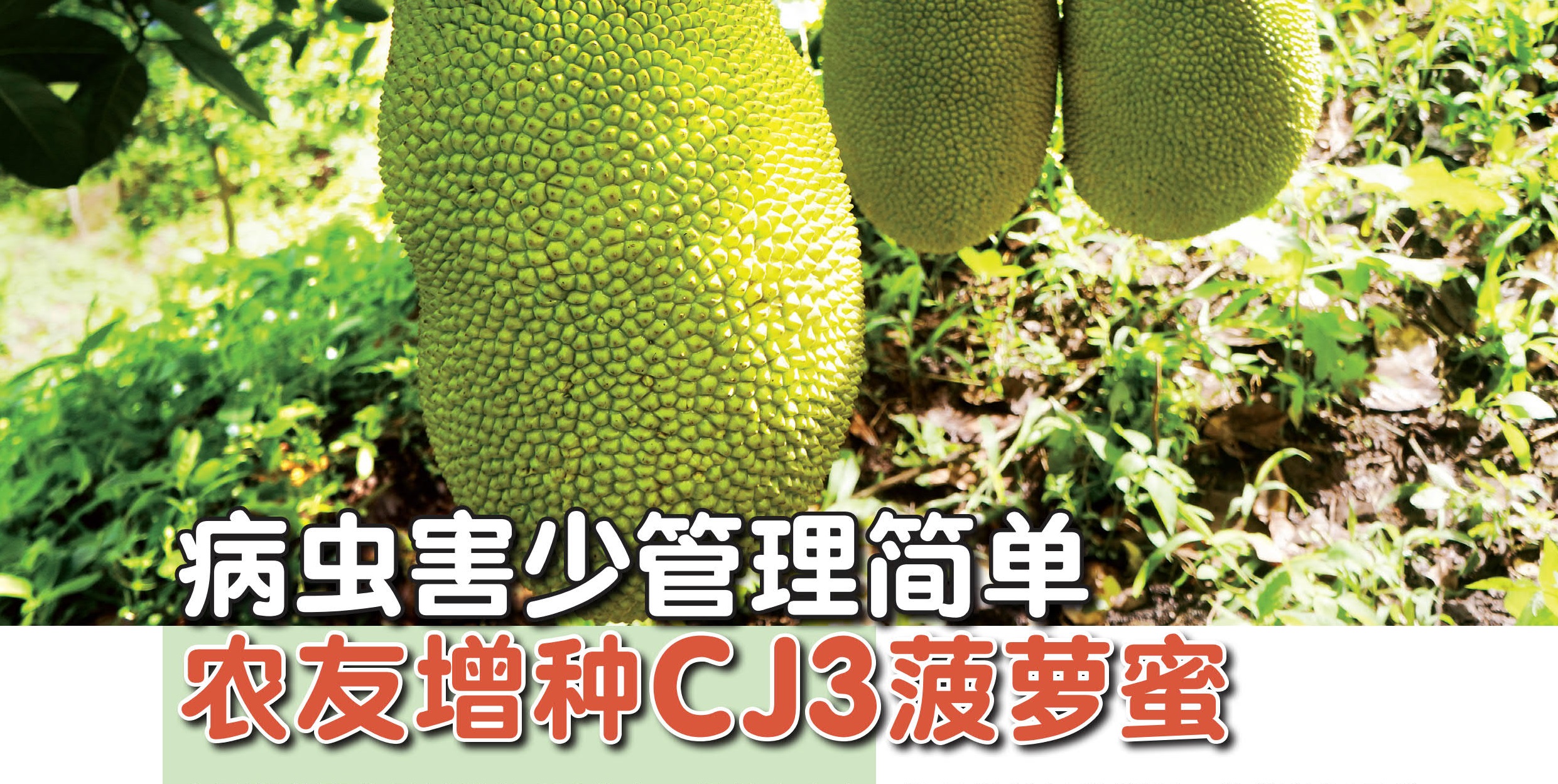 病虫害少管理简单 农友增种CJ3菠萝蜜 - 农牧世界