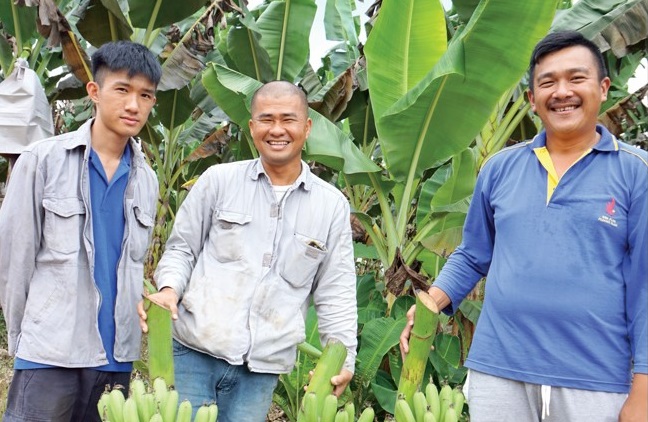 耕作实践掌握防范病害经验 年轻农友Berangan香蕉迎丰收 - 农牧世界