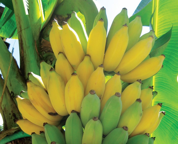 菲律宾Saba蕉 市场需求大 - 农牧世界