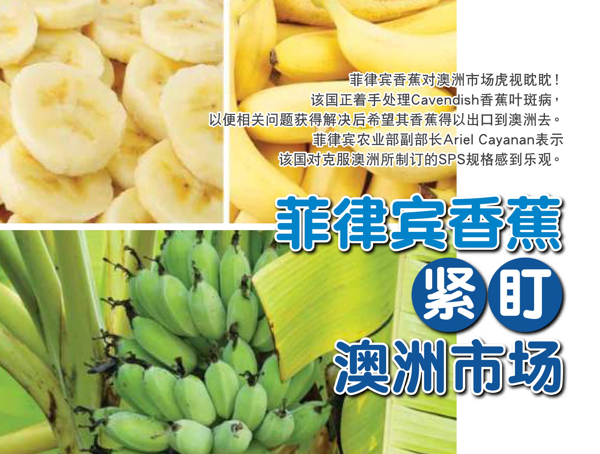 菲律宾香蕉  紧盯  澳洲市场 - 农牧世界