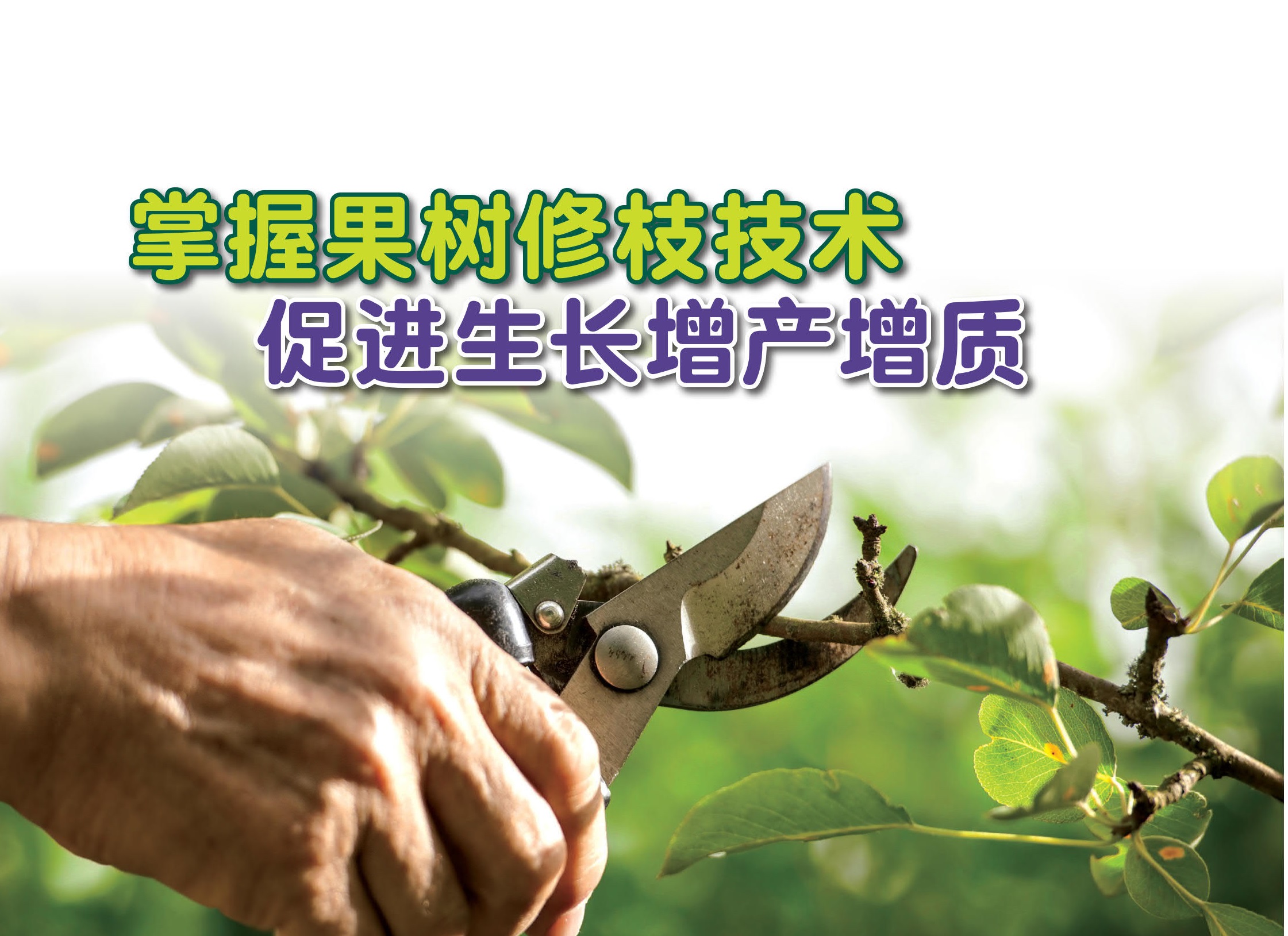 掌握果树修枝技术 促进生长增产增质 - 农牧世界