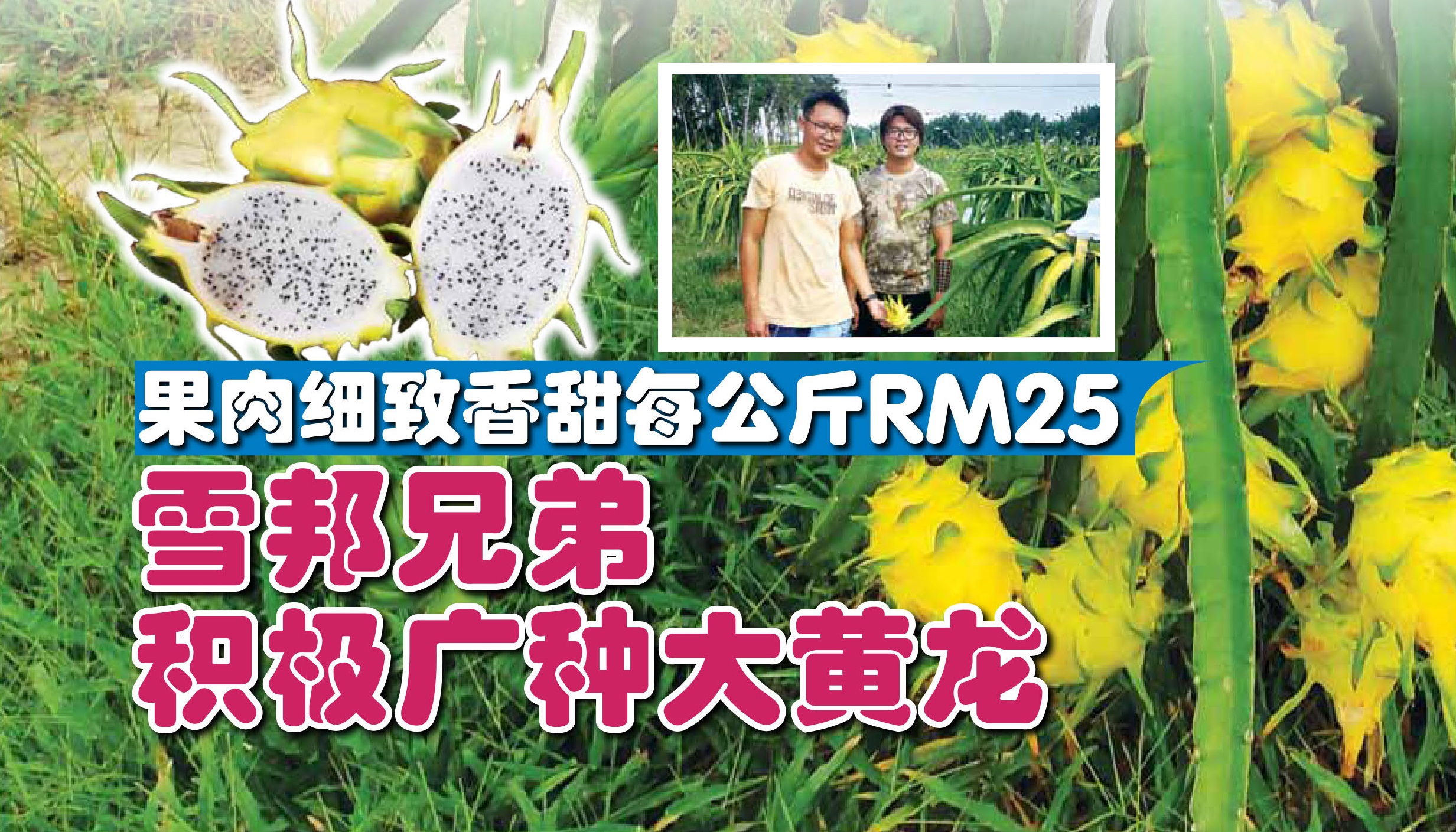 果肉细致香甜每公斤RM25 雪邦兄弟 积极广种大黄龙 - 农牧世界