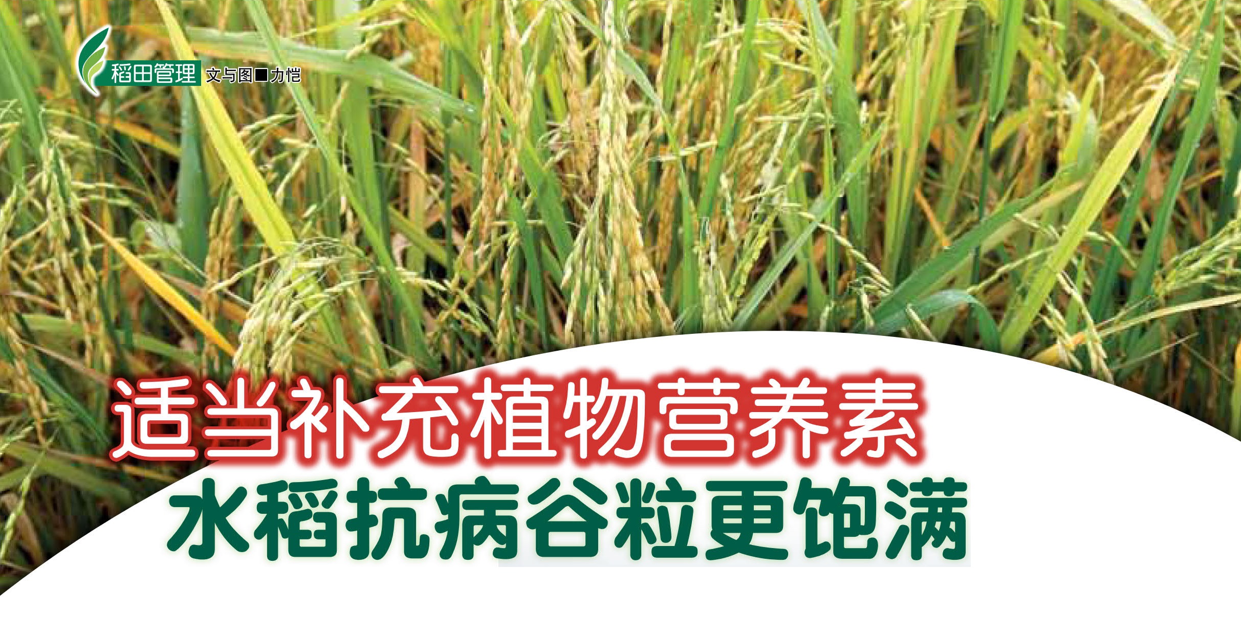 适当补充植物营养素水稻抗病谷粒更饱满 - 农牧世界