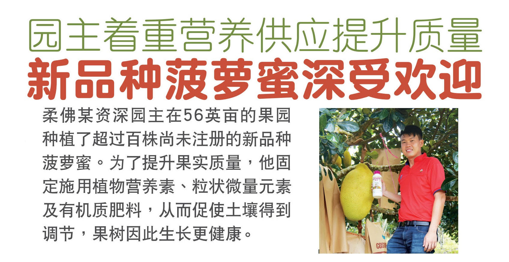 园主着重营养供应提升质量 新品种菠萝蜜深受市场欢迎 - 农牧世界