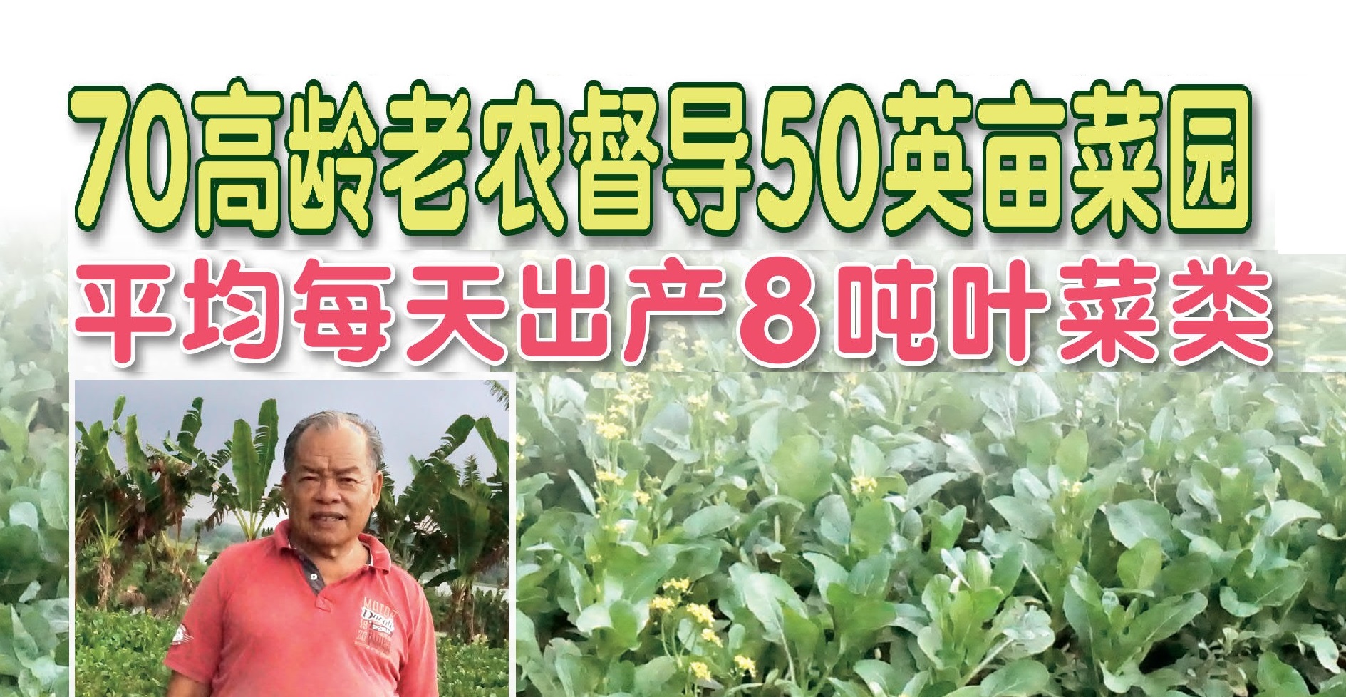 70高龄老农督导50英亩菜园 平均每天出产8吨叶菜类 - 农牧世界