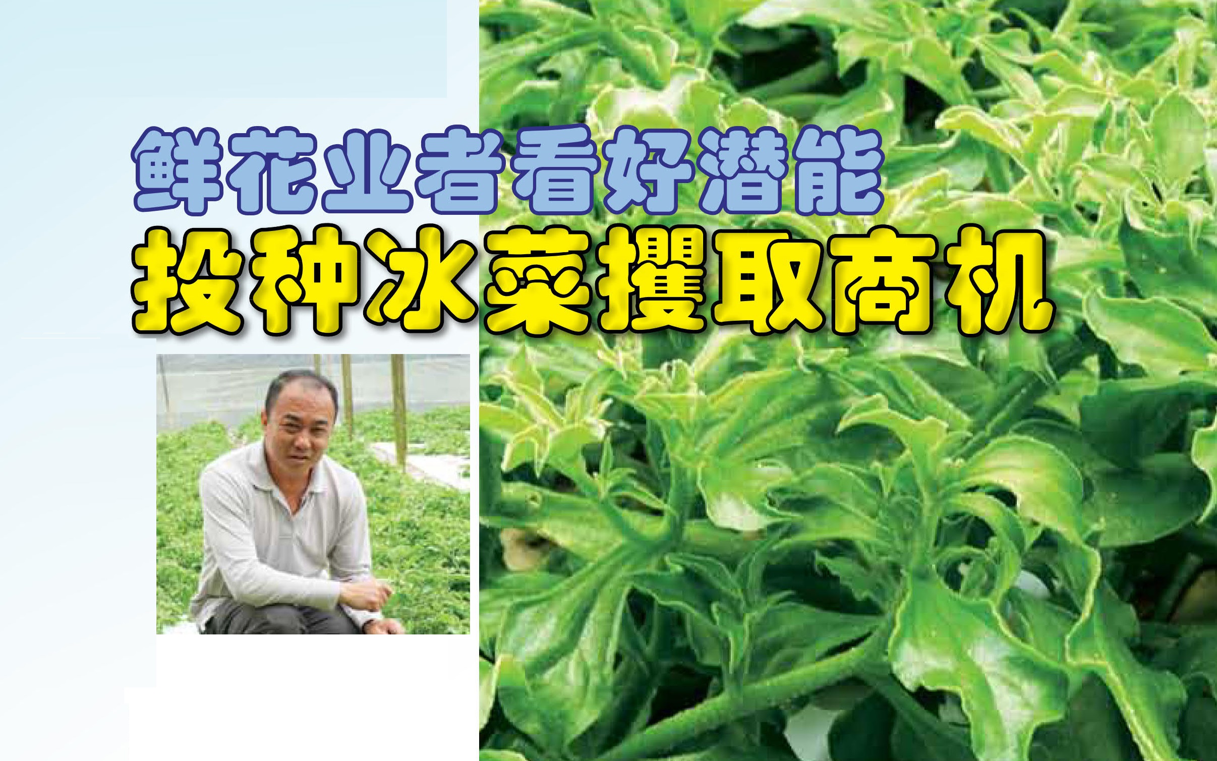 鲜花业者看好潜能 投种冰菜攫取商机 - 农牧世界