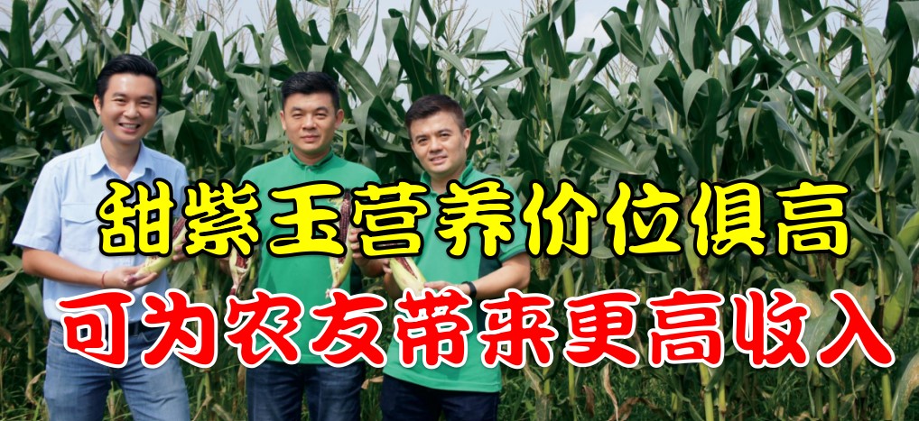甜紫玉营养价位俱高 玉米产销公司积极推广种植 - 农牧世界