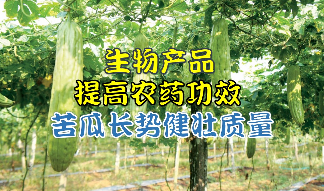 生物产品提高农药功效 苦瓜长势健壮质量均提升 - 农牧世界