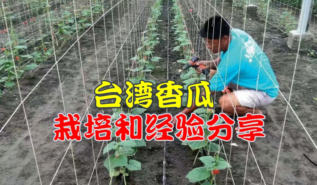 台湾香瓜 栽培和经验分享 - 农牧世界