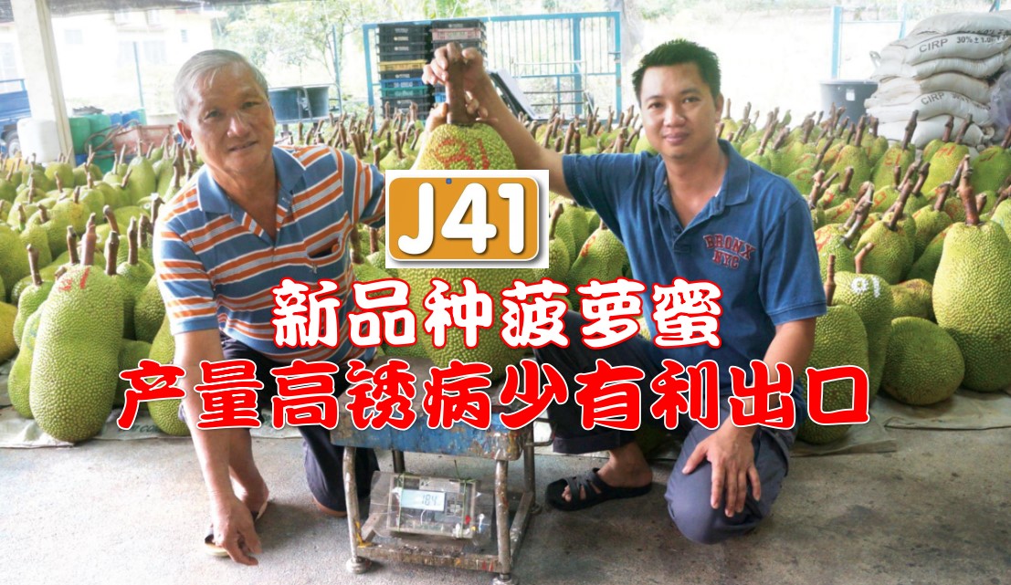 新品种菠萝蜜J41 产量高锈病少前景佳 - 农牧世界