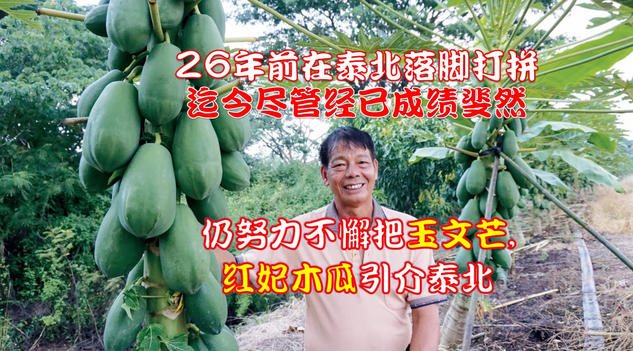 台湾红妃木瓜落根泰北 开创泰北农业新局面 - 农牧世界