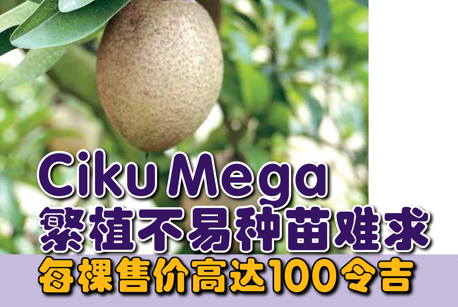 Ciku Mega 繁植不易种苗难求 每棵售价高达100令吉 - 农牧世界