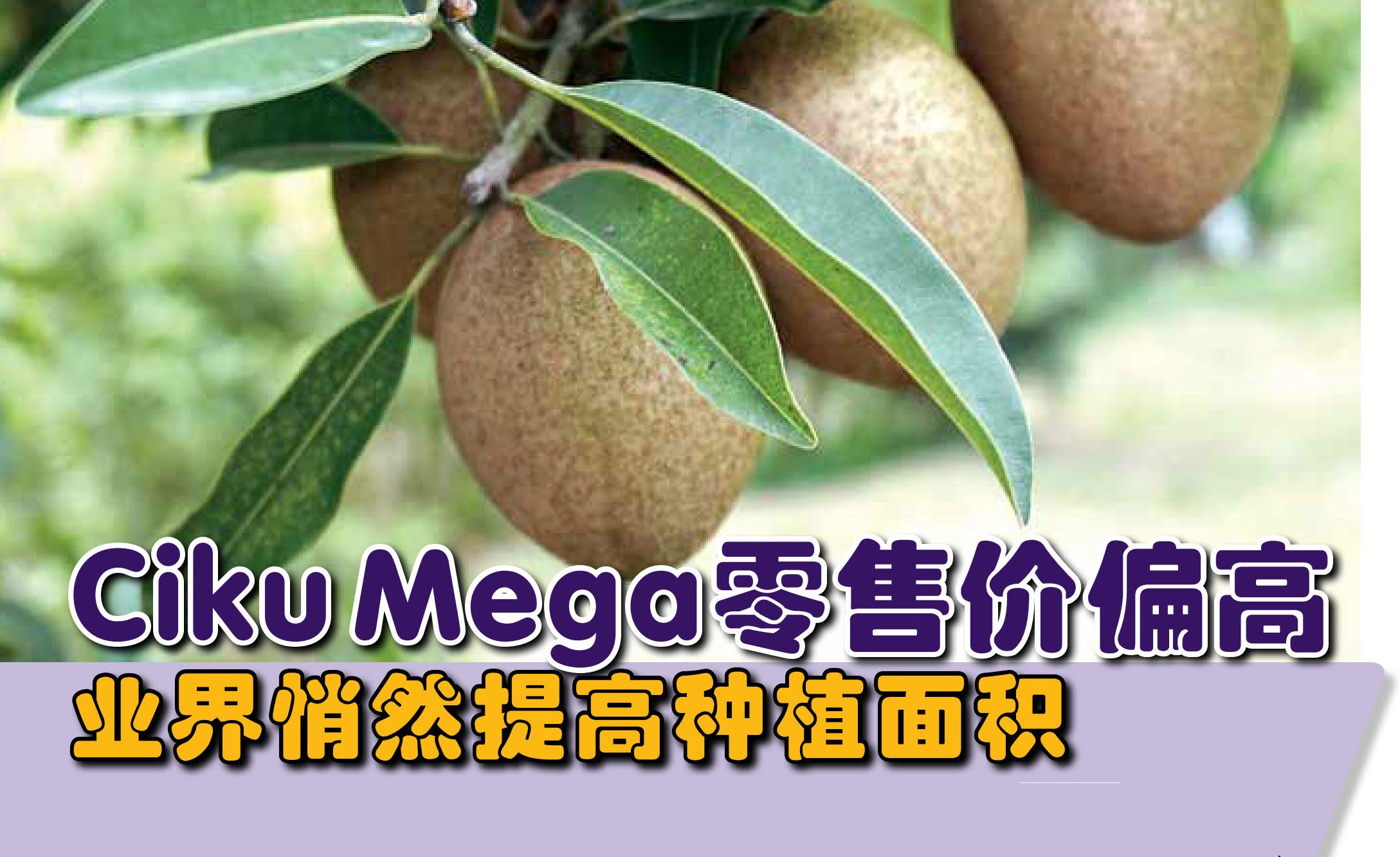 Ciku Mega零售价偏高 业界悄然提高种植面积 - 农牧世界