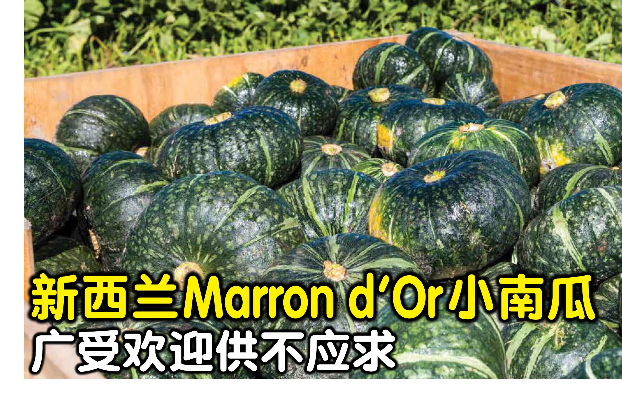新西兰Marron d’Or小南瓜 广受欢迎供不应求 - 农牧世界
