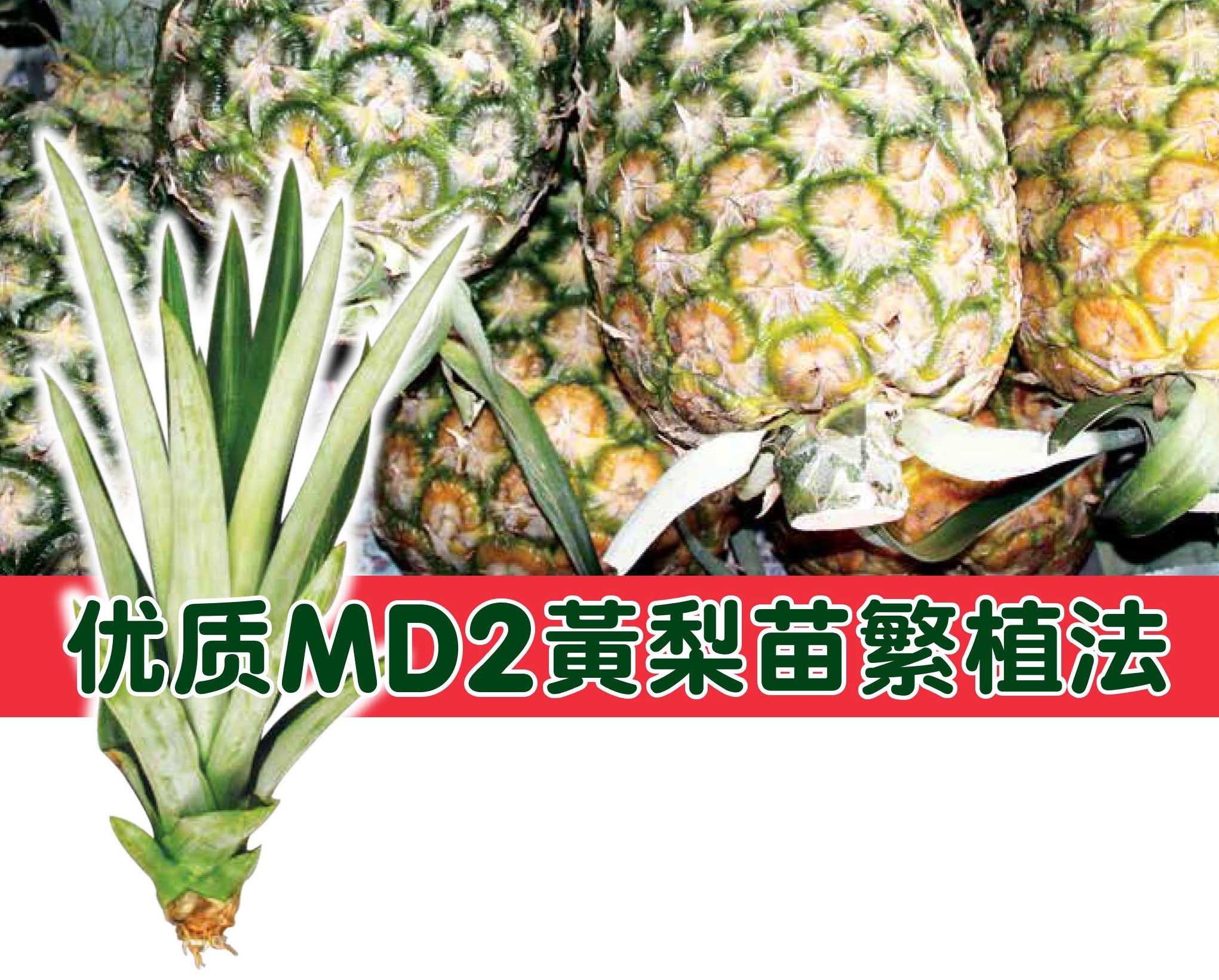 优质MD2黄梨苗繁植法 - 农牧世界