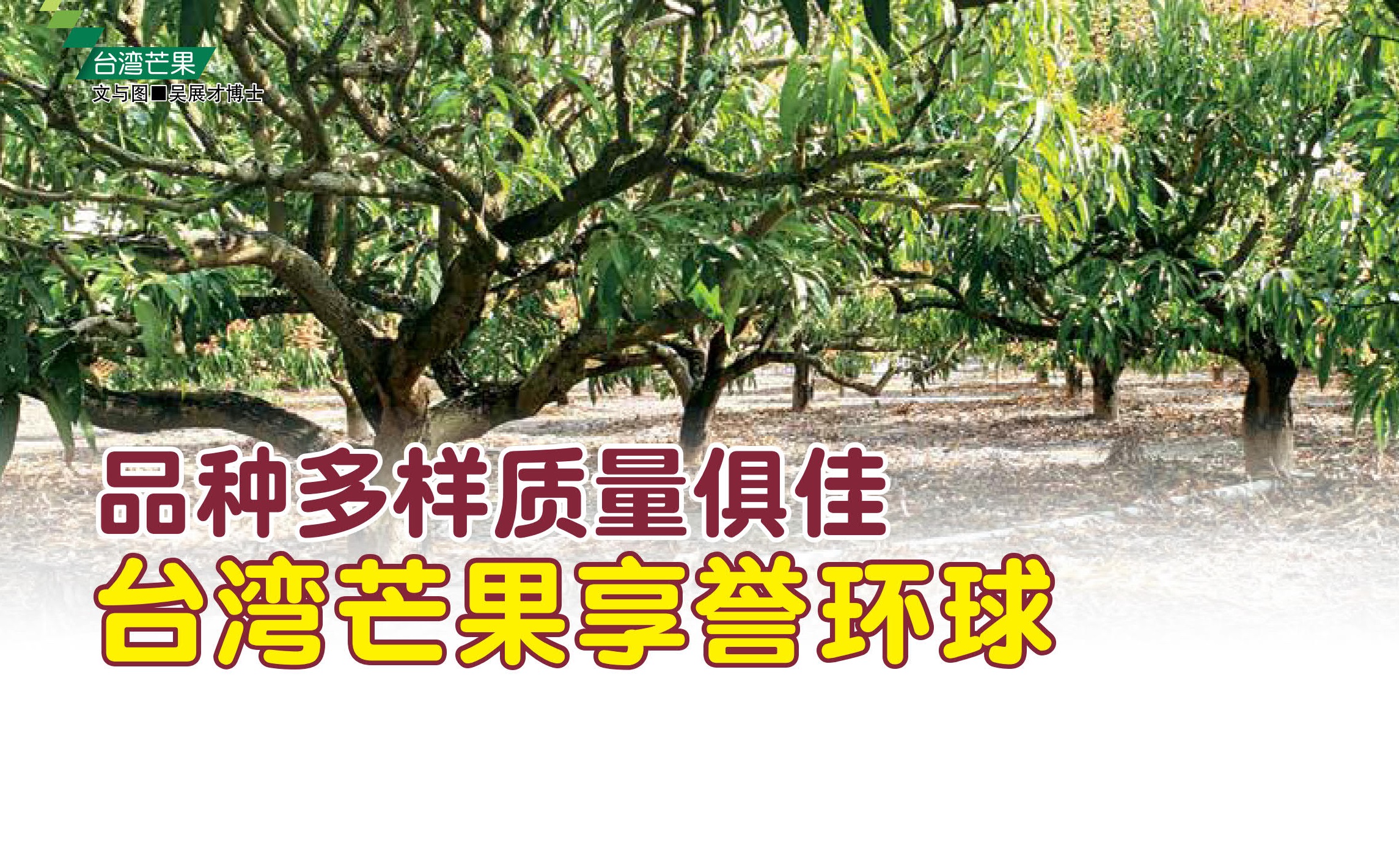 品种多样质量俱佳 台湾芒果享誉环球 - 农牧世界