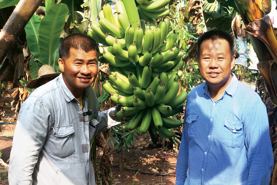 妥善肥培兼到位园艺管理 不烂甘蕉每串重逾30公斤 - 农牧世界