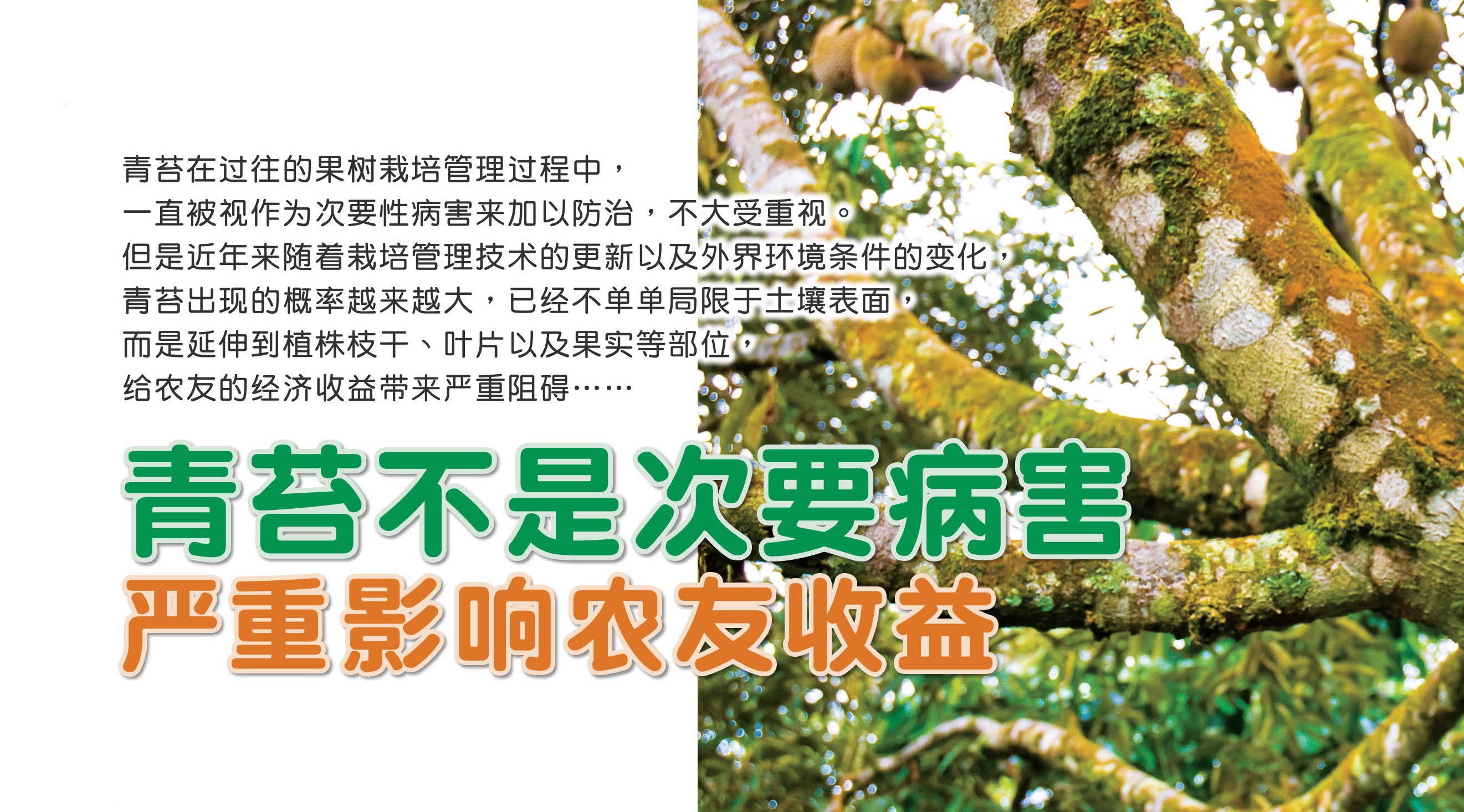 青苔不是次要病害 严重影响农友收益 - 农牧世界