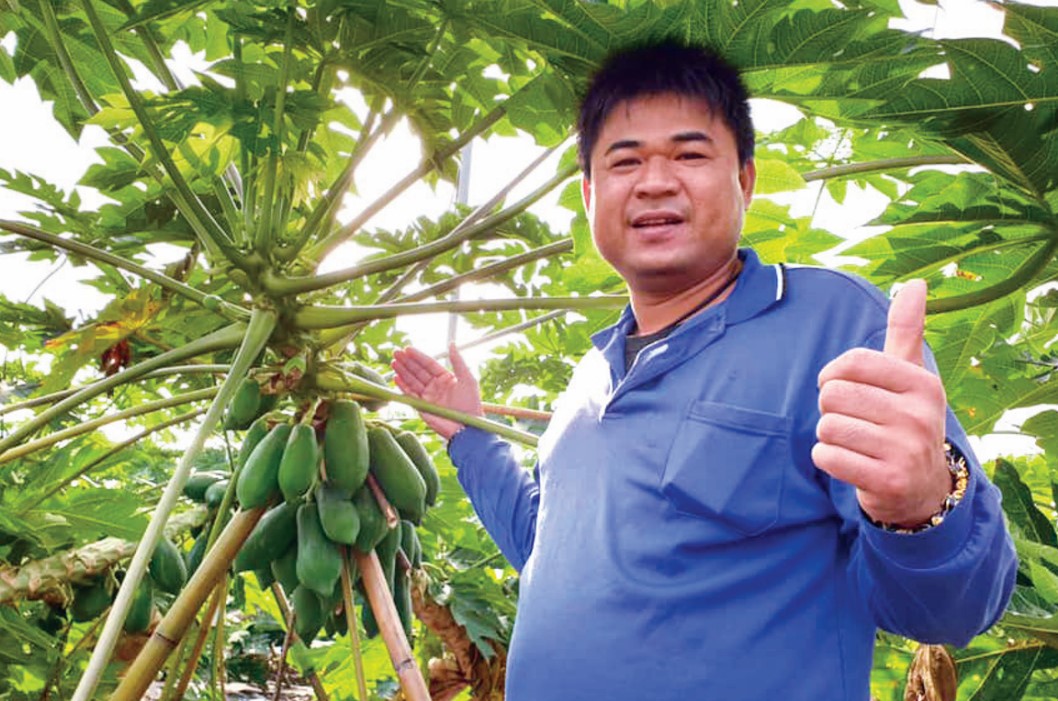 台湾流行网室种木瓜 有效防治虫媒病毒问题 - 农牧世界