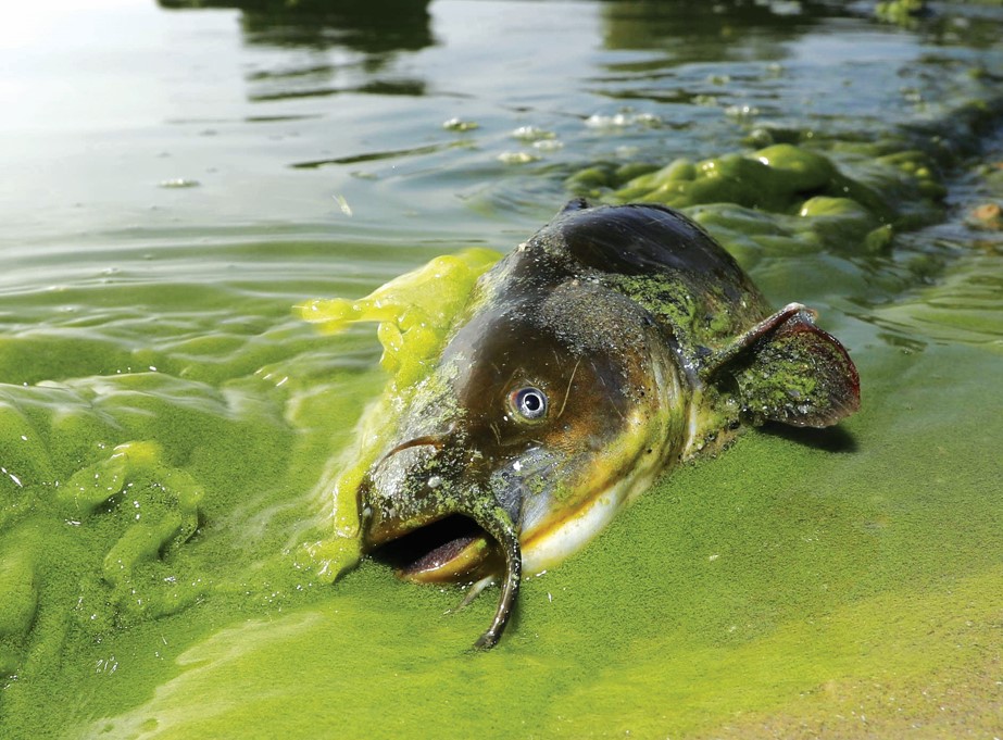 大量池塘藻类骤死 倒藻发生为害水产 - 农牧世界