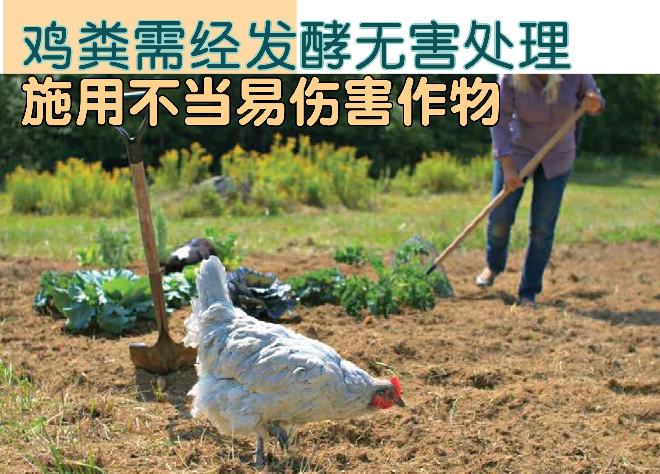 鸡粪需经发酵无害处理 施用不当易伤害作物 - 农牧世界