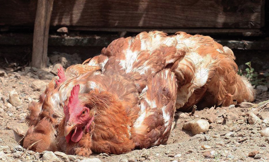 肉鸡饱食性休克之原因与防治措施 - 农牧世界