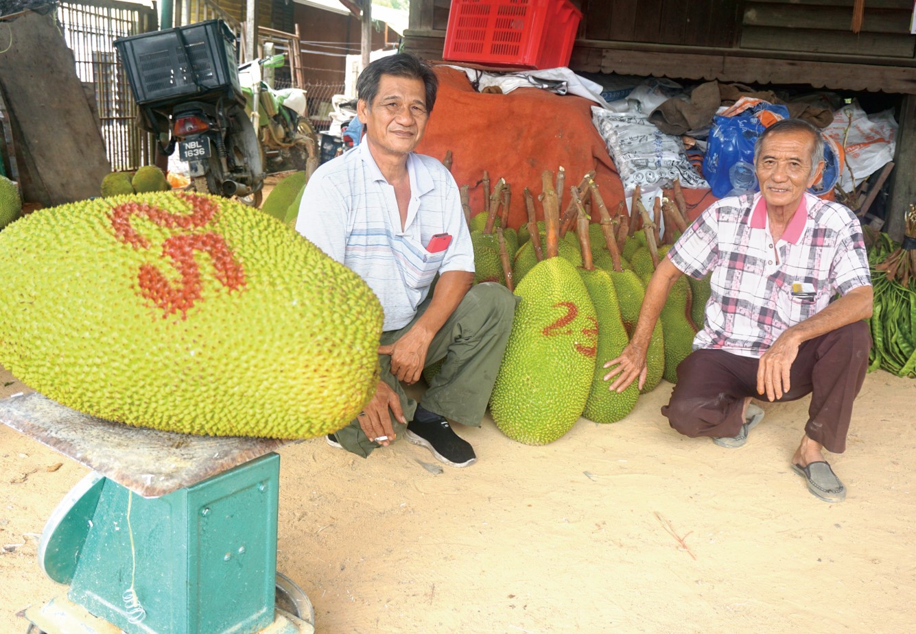 文丁大颗粒J32菠萝蜜 长期外销香港市场 - 农牧世界