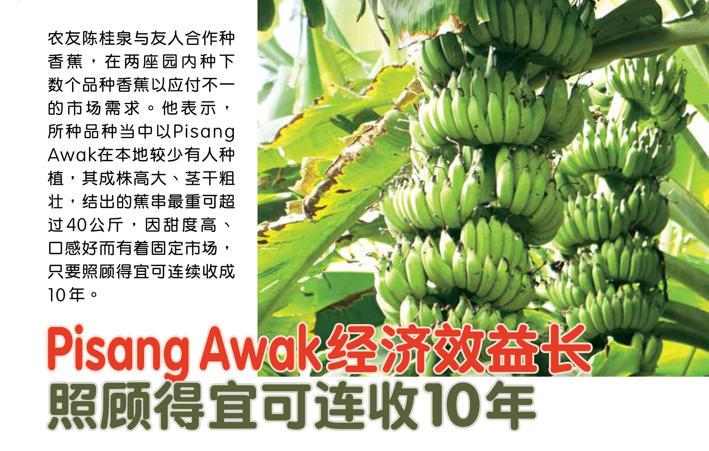 Pisang Awak经济效益长  照顾得宜可连收10年 - 农牧世界