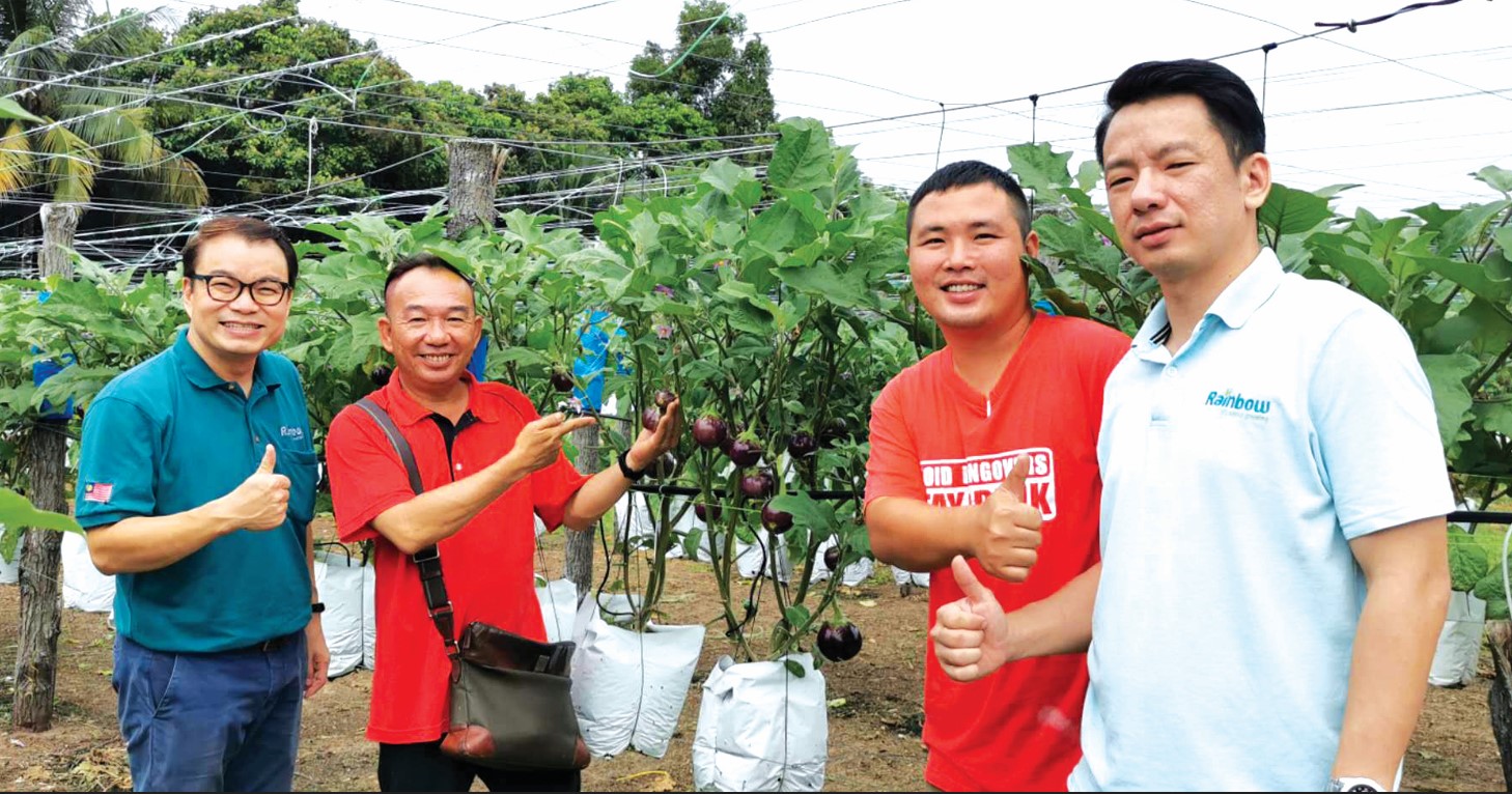 清理杂草配合定时施药 圆茄害虫数大大减少 - 农牧世界