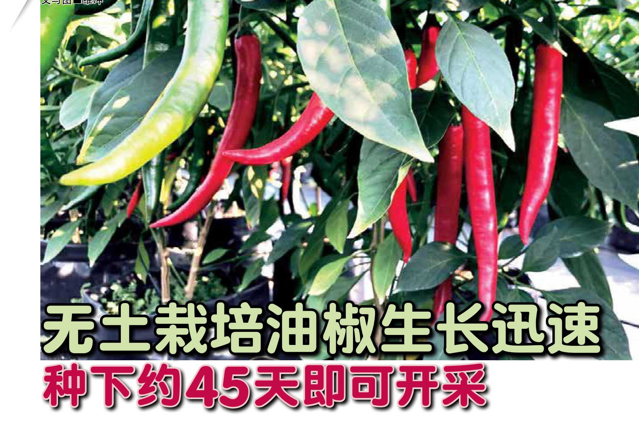 无土栽培油椒生长迅速  种下约45天即可开采 - 农牧世界