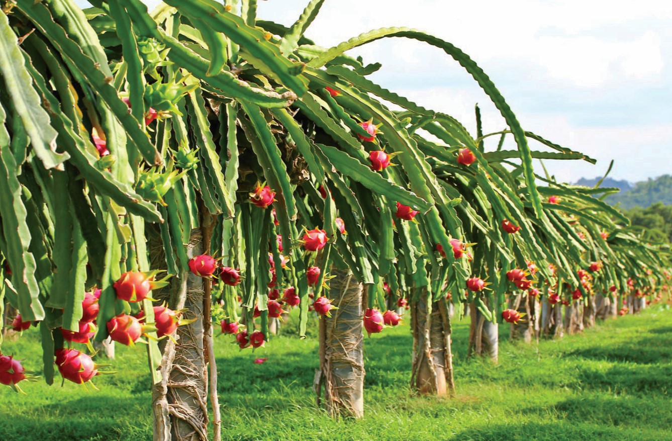 印尼龙珠果获准输华  料加剧中国市场竞争 - 农牧世界