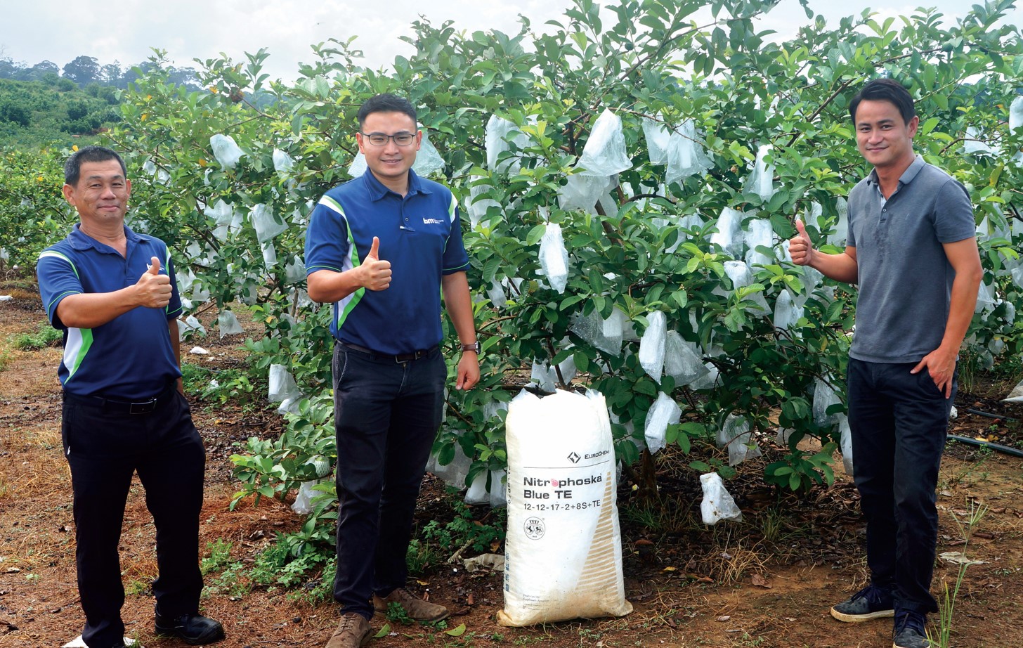 柔佛农友积极改善肥培 罗汉番石榴每造产逾30吨 - 农牧世界