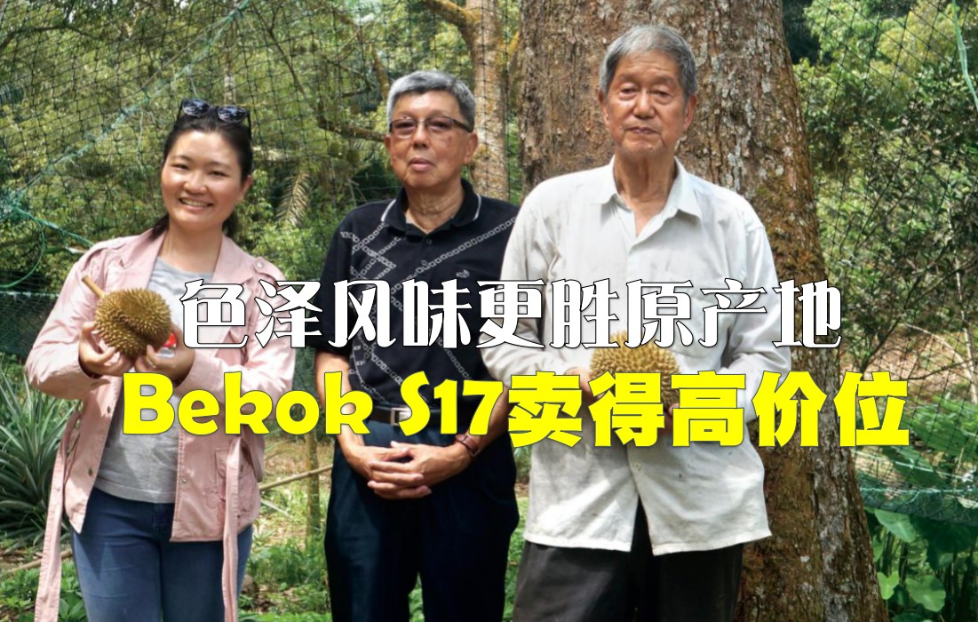 色泽风味更胜原产地 Bekok S17卖得高价位 - 农牧世界