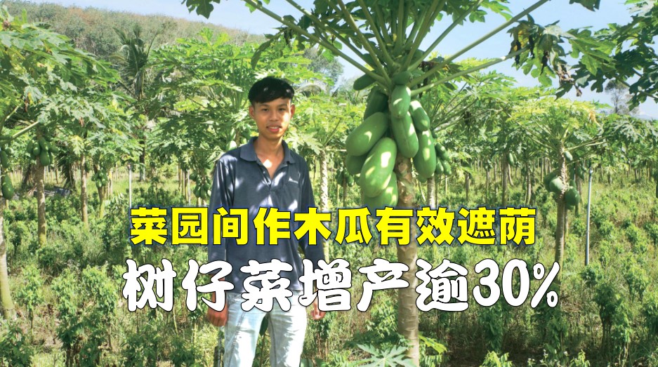 菜园间作木瓜有效遮荫 树仔菜增产逾30% - 农牧世界