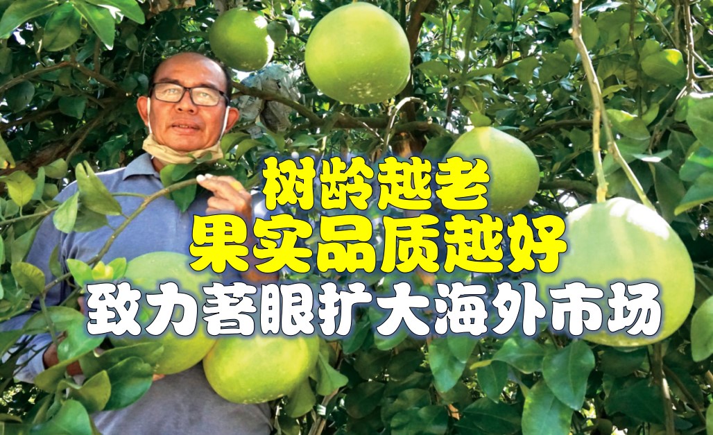 树龄越老柚子品质越佳 - 农牧世界
