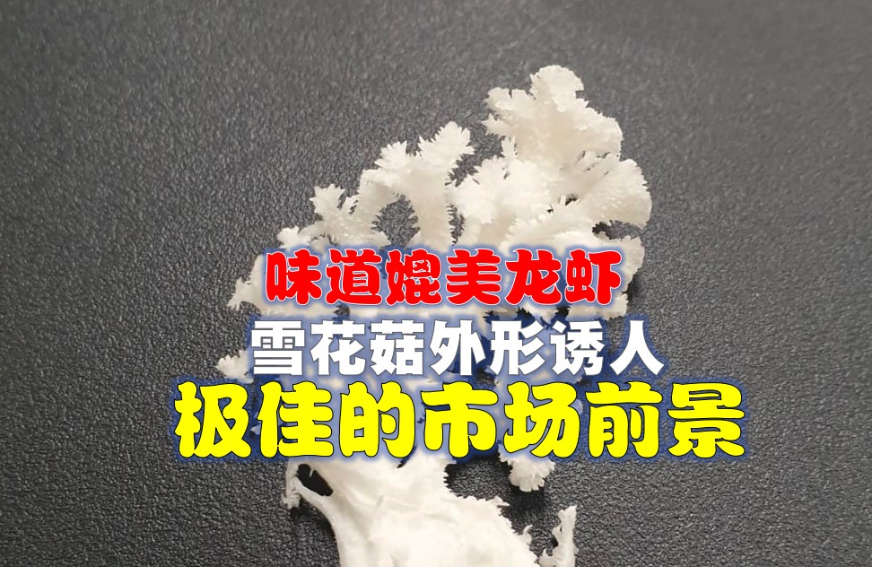 雪花蘑菇 外形亮眼味道媲美龍蝦 - 农牧世界