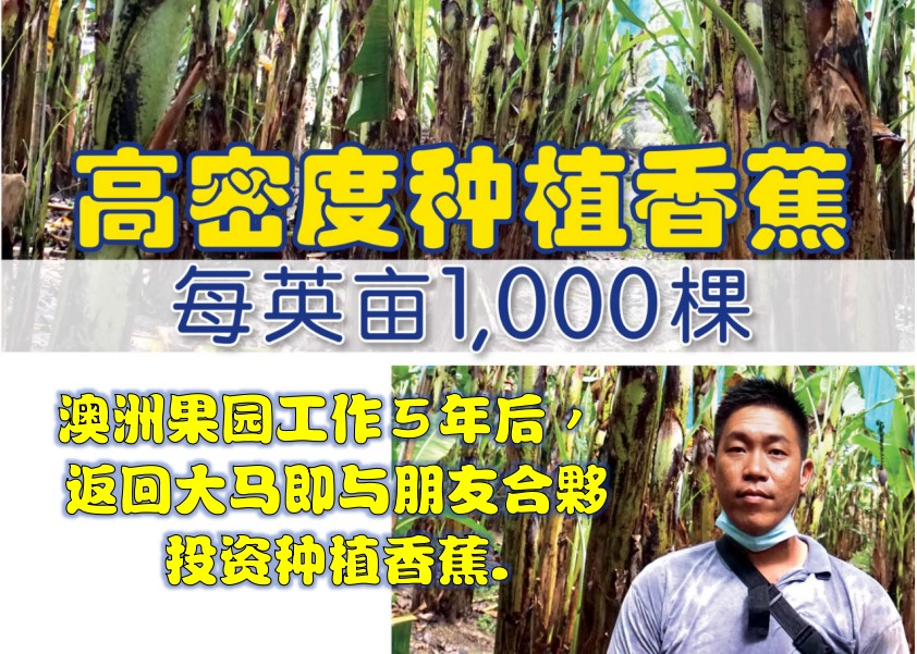 高密度种植香蕉 每英亩1,000棵 - 农牧世界