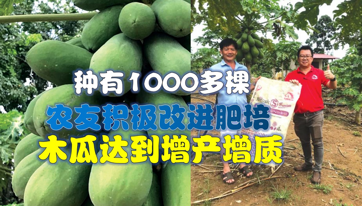 农友积极改进肥培管理 木瓜产质显著提升 - 农牧世界