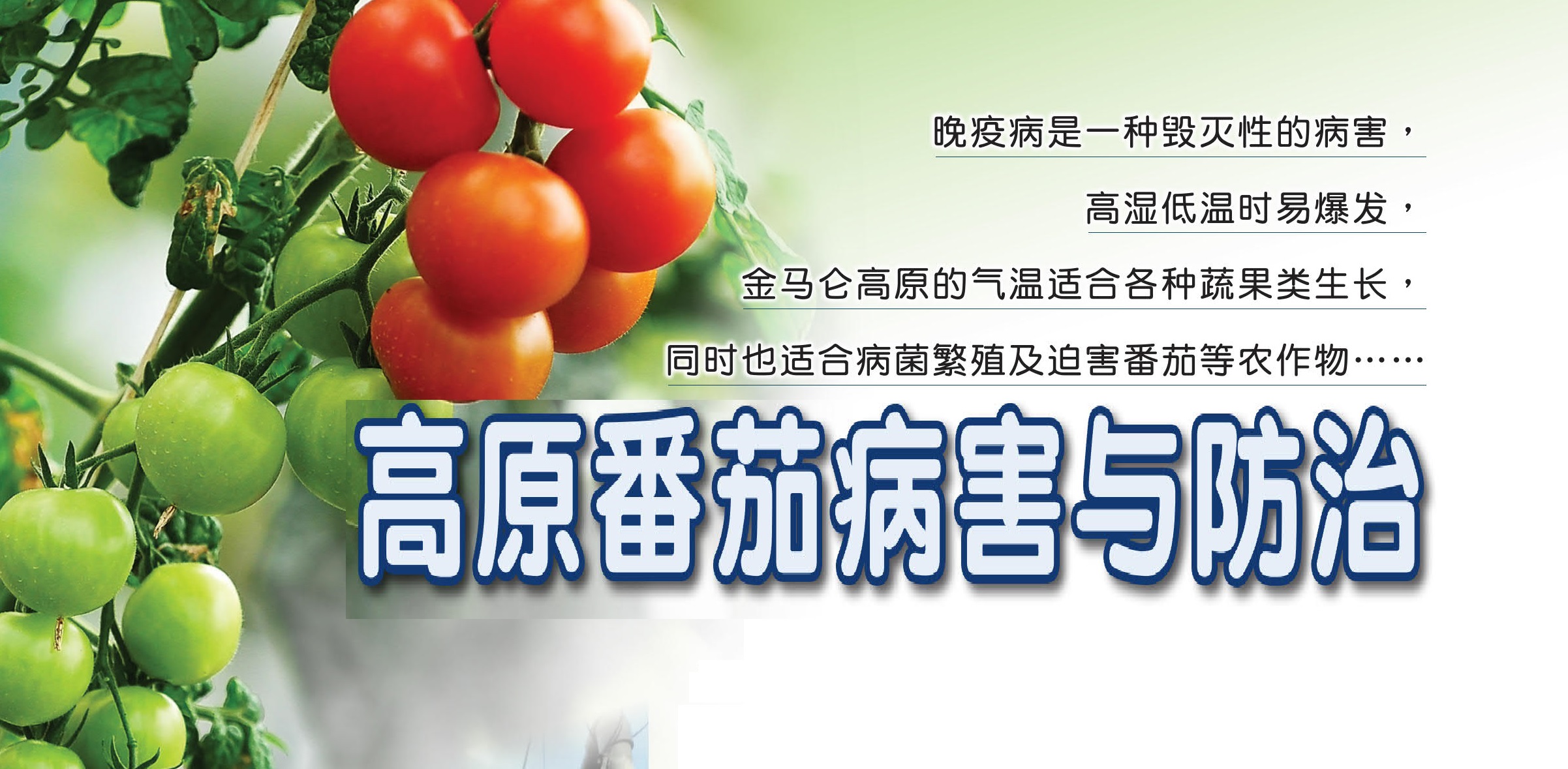 高原番茄病害与防治 - 农牧世界
