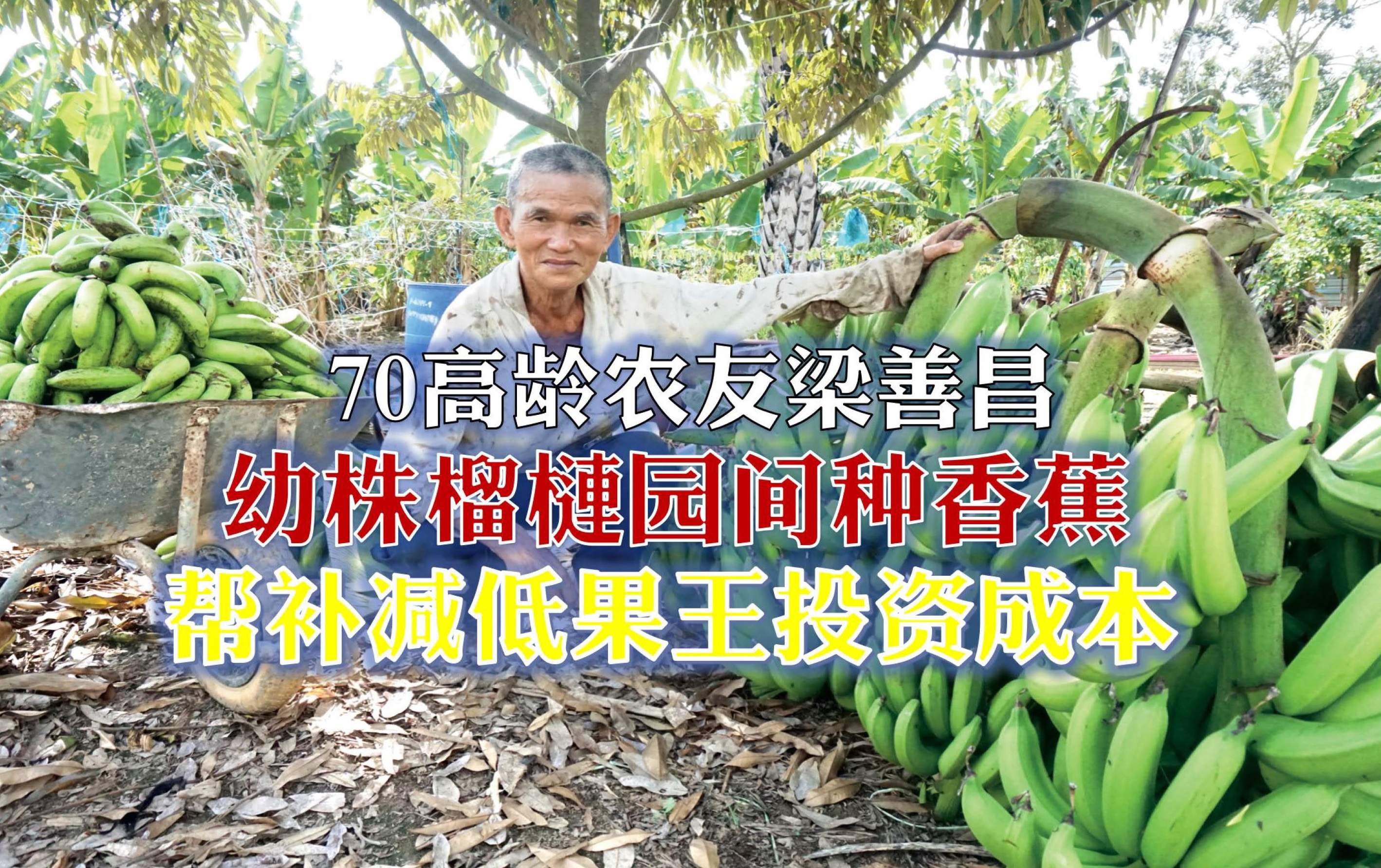 幼株榴梿园间种香蕉 提供帮补减低果王投资成本 - 农牧世界