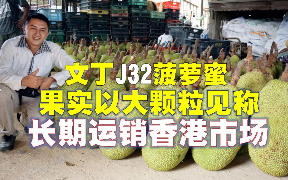 文丁J32菠萝蜜 长期运销香港市场 - 农牧世界