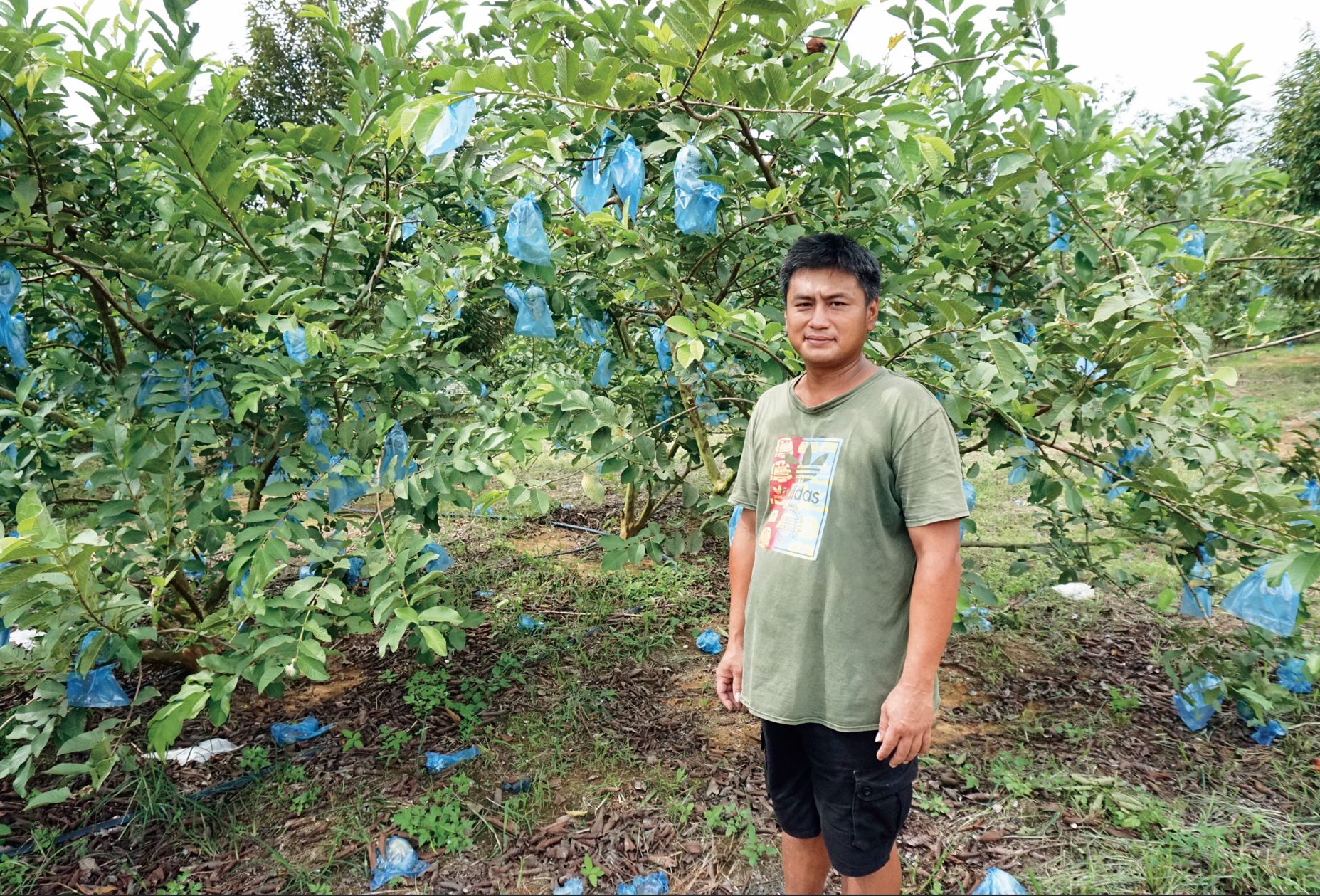 柔佛番石榴市场需求高 农友积极生产仍供不应求 - 农牧世界