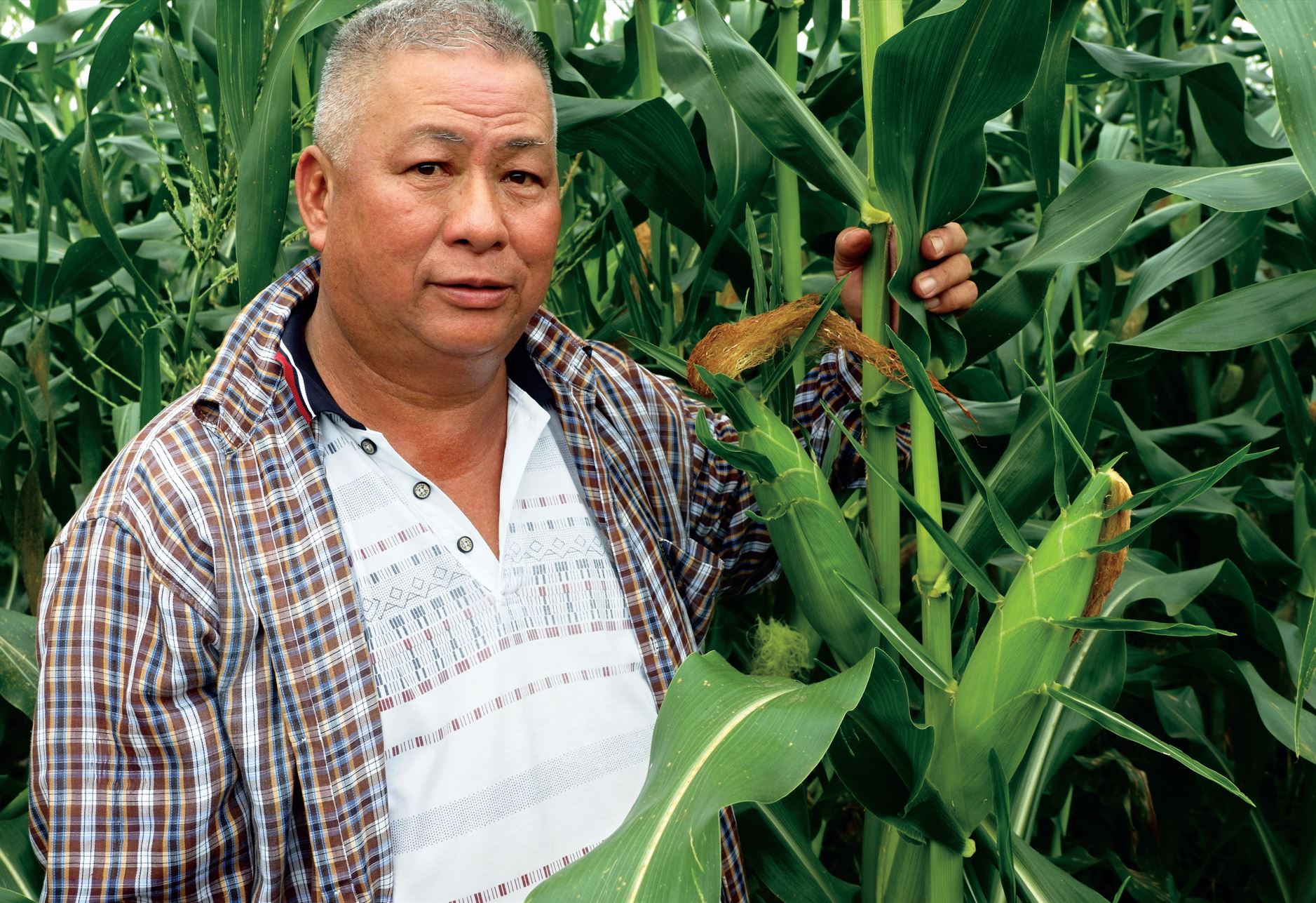 甜玉米 赚利比水稻好 - 农牧世界