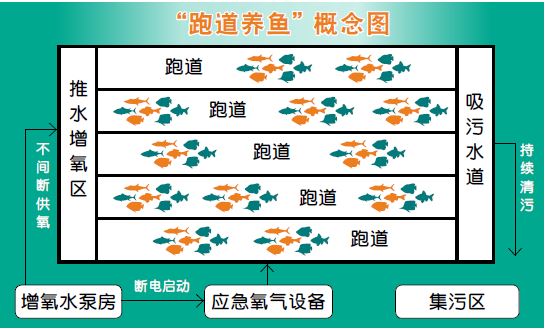 跑道养鱼模式 实现零水体外排 - 农牧世界